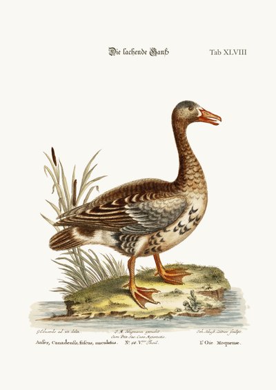 The Laughing Goose, 1749-73 by George Edwards